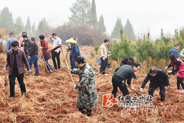 BB贝博艾弗森老师们热火朝天地挥锄种金槐